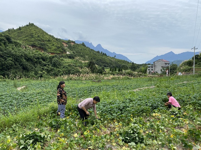 30n村民们正在采摘香薯叶.jpg