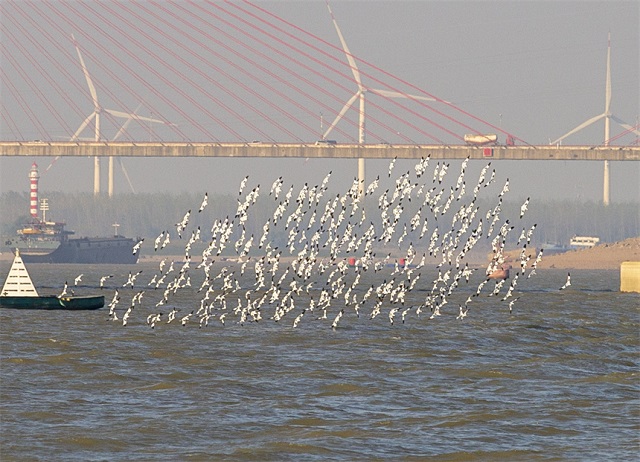鄱阳湖南矶湿地国家级自然保护区:多措并举“留”候鸟-廉政频道-大江网(中国江西网)