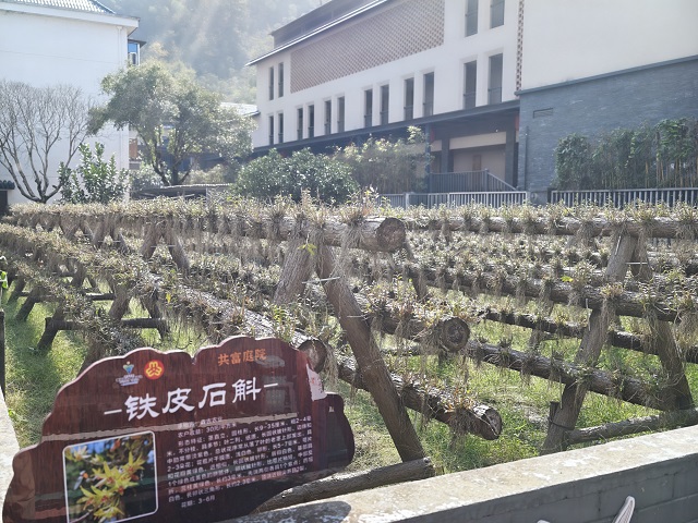 20Y村民种植的铁皮石斛.jpg