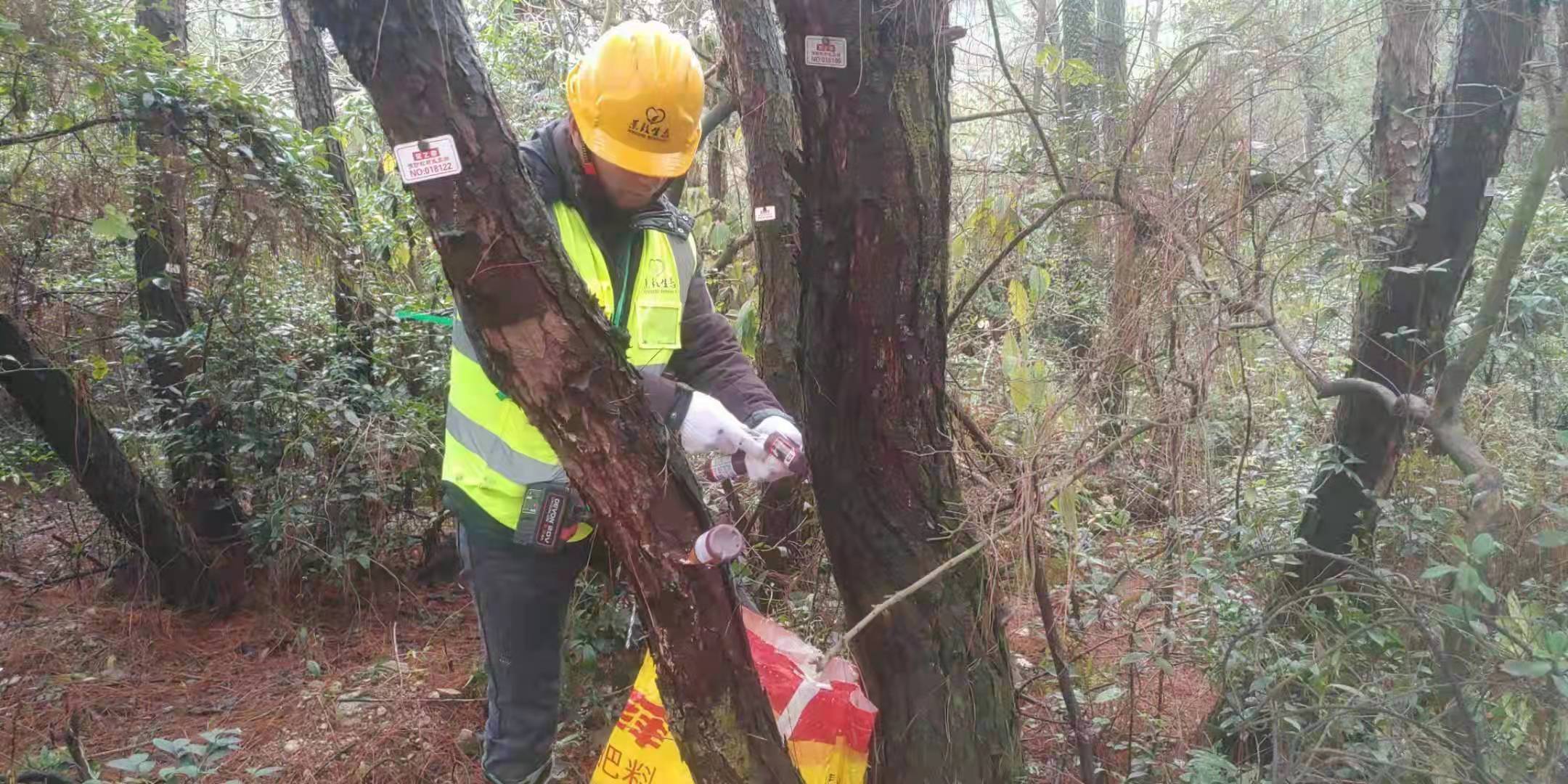 新余仰天岗办事处多举措开展松材线虫病防治工作